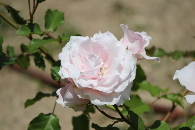 5UP_IMG_8130.jpg