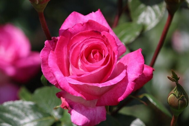 5UP_IMG_8262.jpg