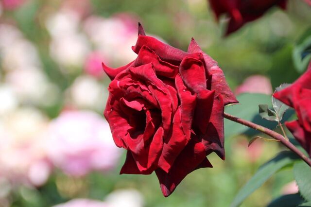5UP_IMG_9548.jpg