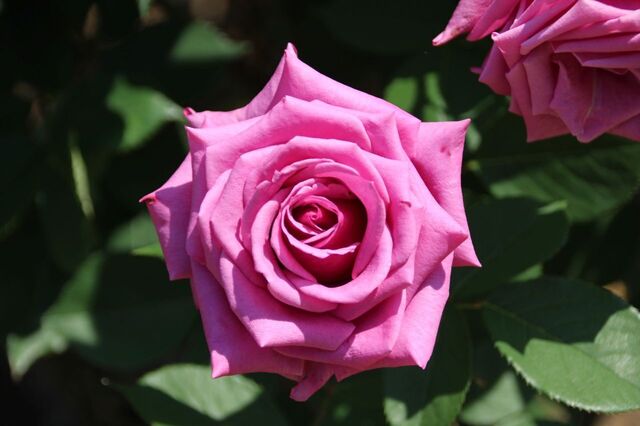 5UP_IMG_9613.jpg