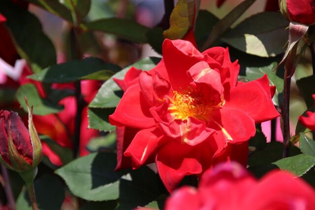 5UP_IMG_9646.jpg