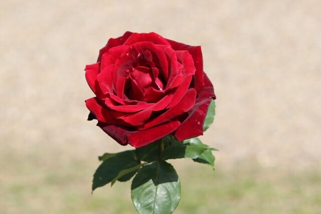 5aP_IMG_3742.jpg