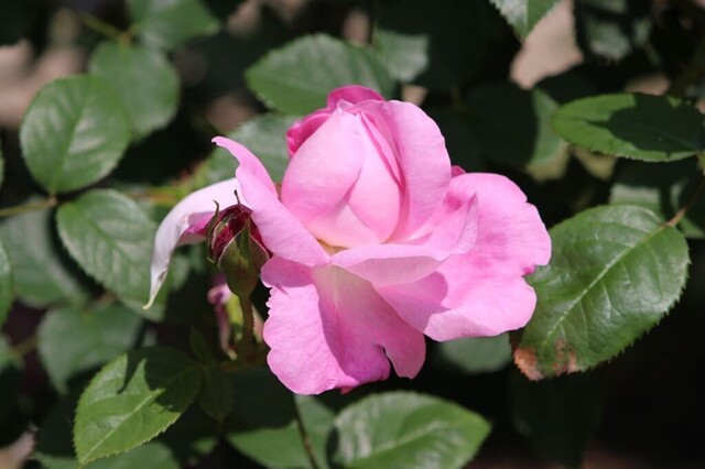 5aP_IMG_3973.jpg