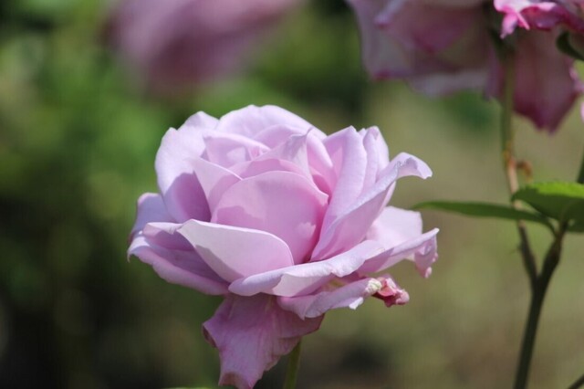 5aP_IMG_4238.jpg