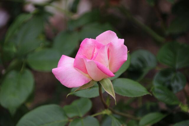 5aP_IMG_7312.jpg