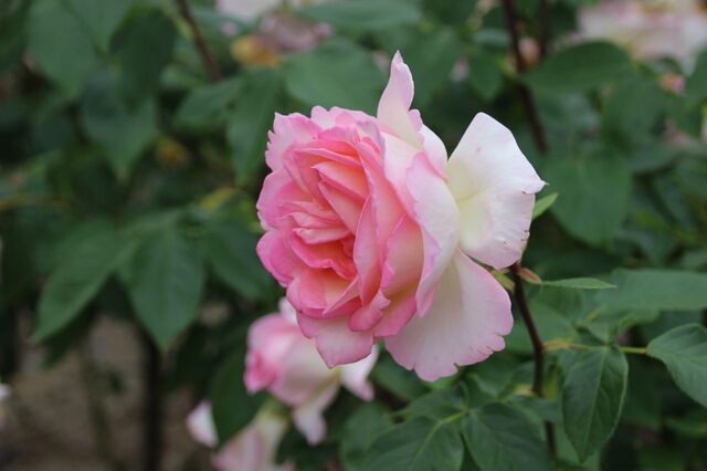5aP_IMG_7319.jpg