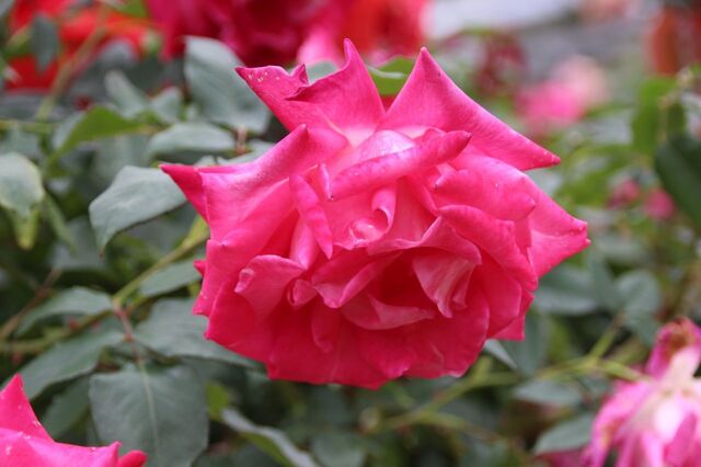 5aP_IMG_7380.jpg