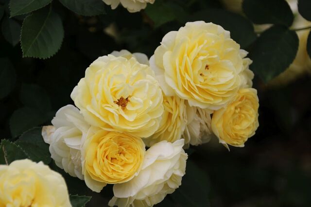 5aP_IMG_7431.jpg