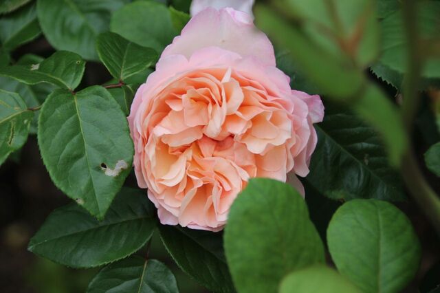 5aP_IMG_7766.jpg