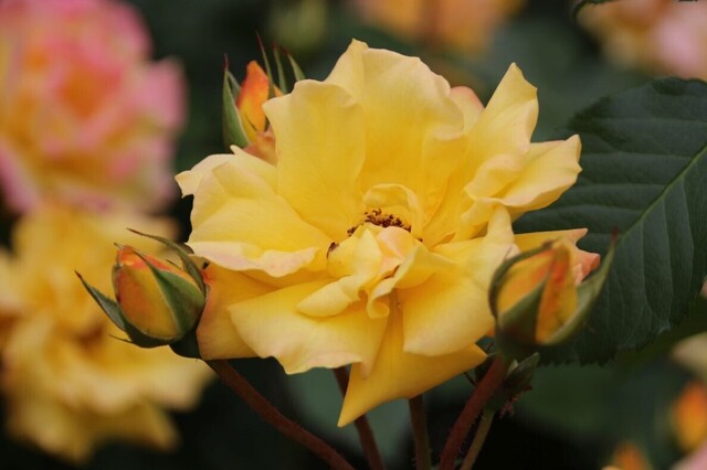 5aP_IMG_7910.jpg