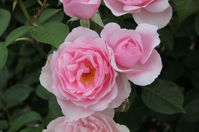 5aP_IMG_7935.jpg