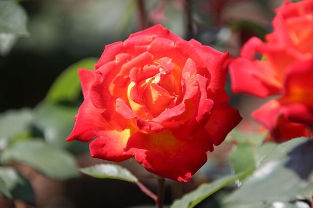 5aP_IMG_8528.jpg