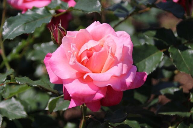 5aP_IMG_8630.jpg