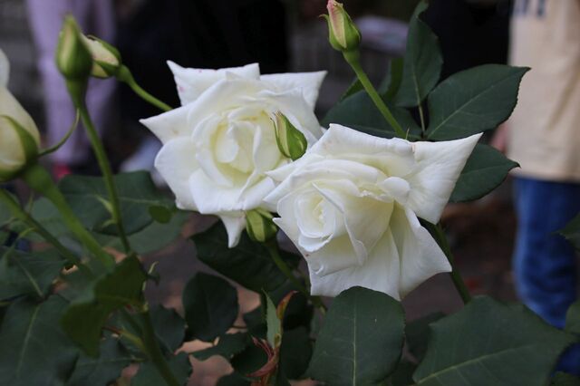 5bP_IMG_0089.jpg