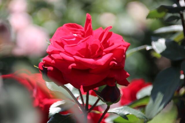5bP_IMG_0140.jpg