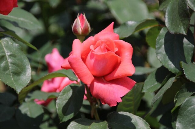 5bP_IMG_0624.jpg