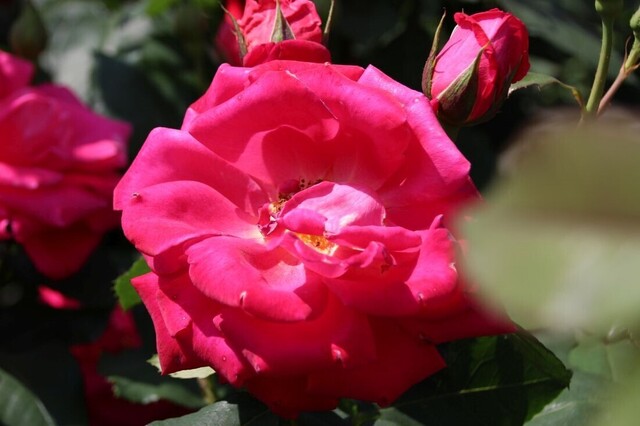 5bP_IMG_0698.jpg