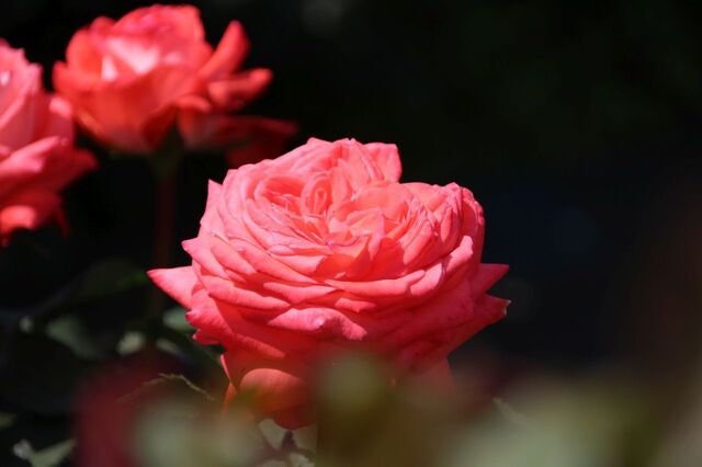 5bP_IMG_0762.jpg