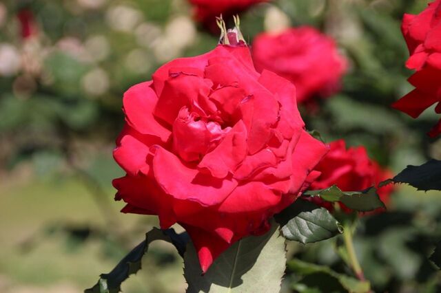 5bP_IMG_1389.jpg