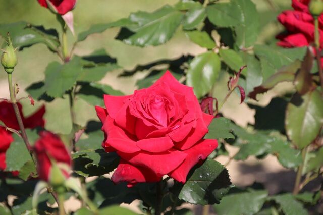 5bP_IMG_1399.jpg