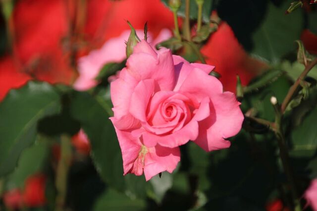 5bP_IMG_2220.jpg