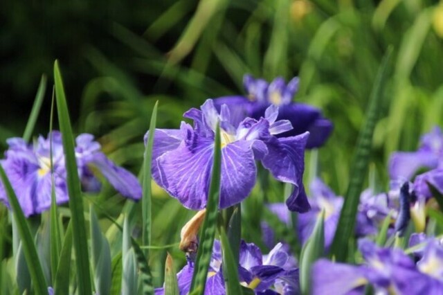 5bP_IMG_2288.jpg