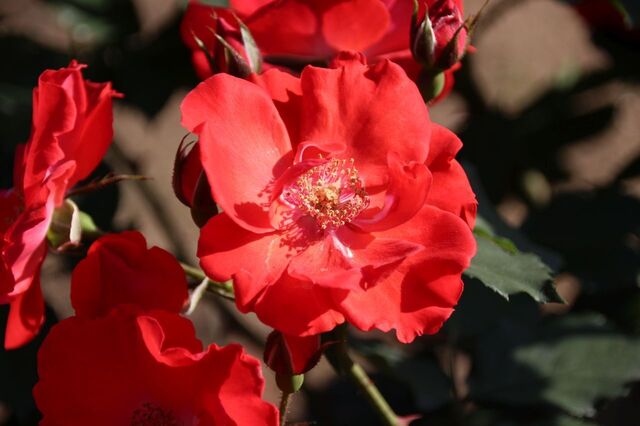 5bP_IMG_2613.jpg
