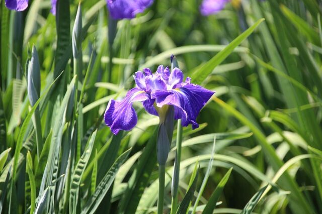 5bP_IMG_3536.jpg