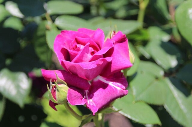 5bP_IMG_9424.jpg