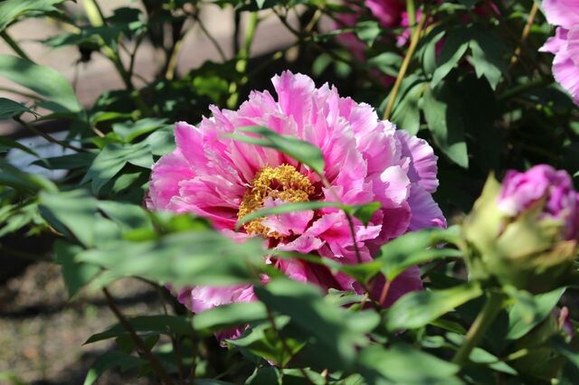 5uP_IMG_1794.jpg