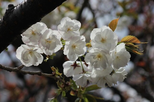 6UP_IMG_5228.jpg