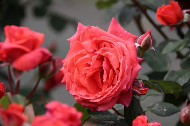 6UP_IMG_6970.jpg
