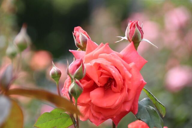 6UP_IMG_6973.jpg
