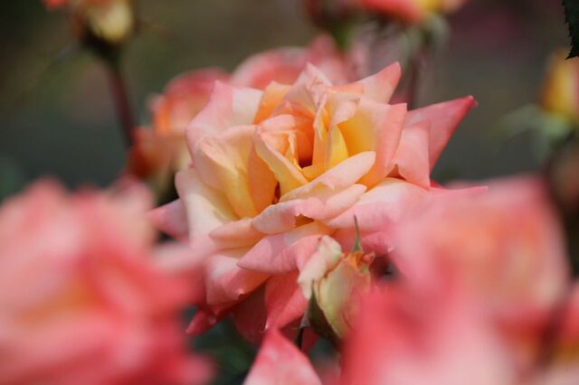 6UP_IMG_6989.jpg