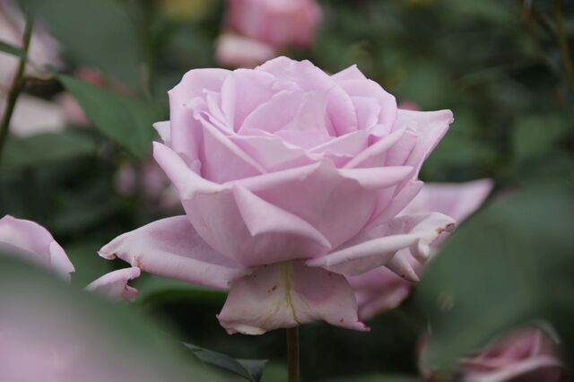 6UP_IMG_7128.jpg