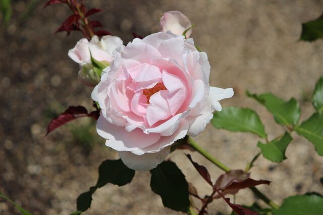 6UP_IMG_8129.jpg