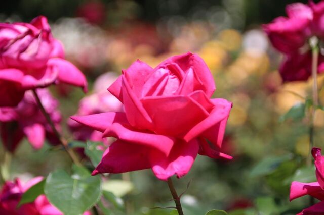 6UP_IMG_9571.jpg
