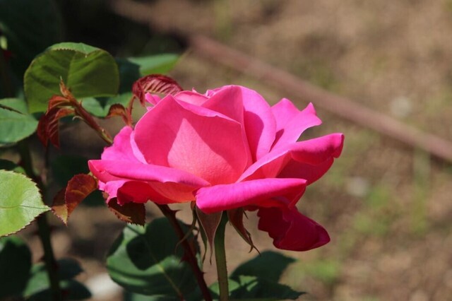 6aP_IMG_4088.jpg
