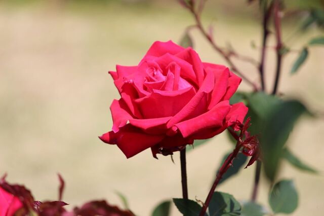 6aP_IMG_4110.jpg