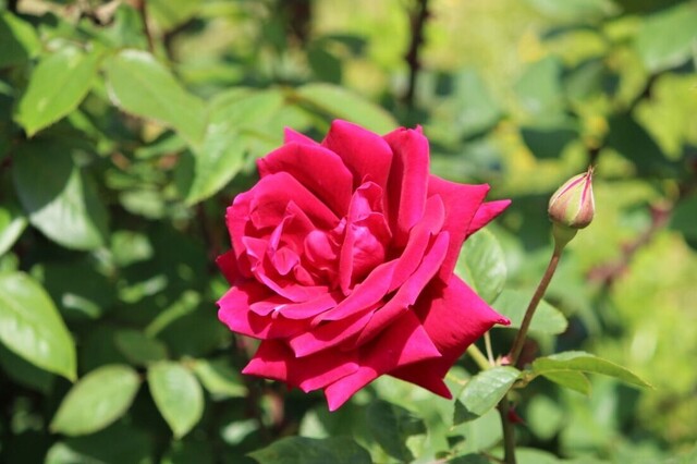 6aP_IMG_4144.jpg