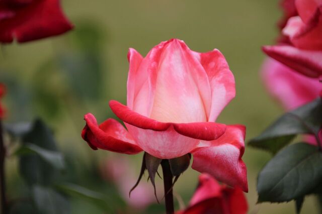 6aP_IMG_7281.jpg