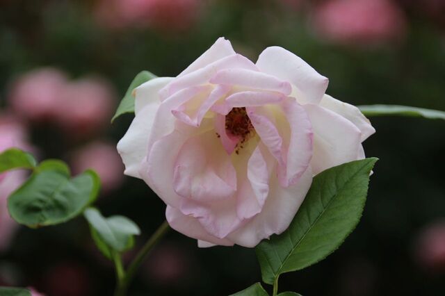 6aP_IMG_7308.jpg