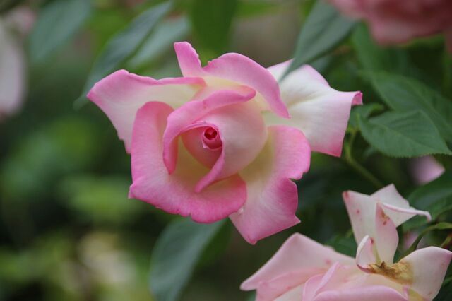 6aP_IMG_7323.jpg