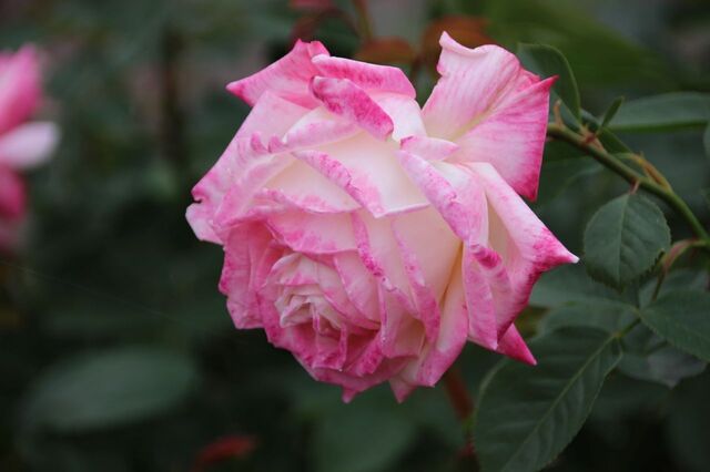 6aP_IMG_7338.jpg