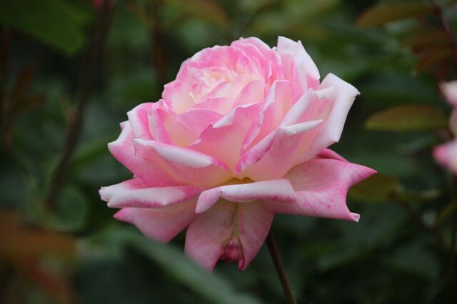 6aP_IMG_7346.jpg