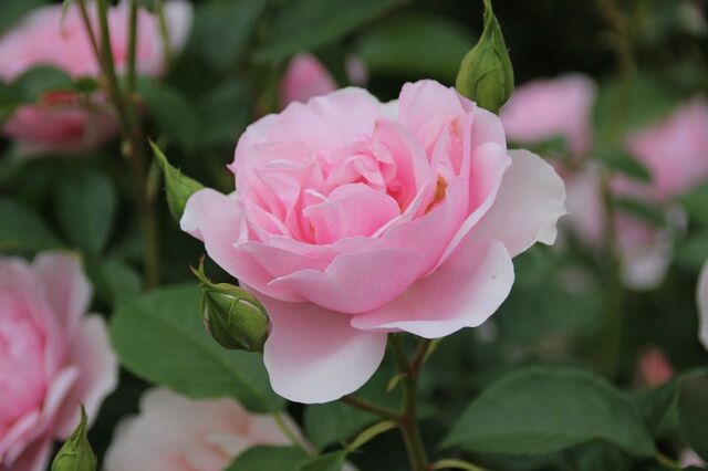6aP_IMG_7936.jpg