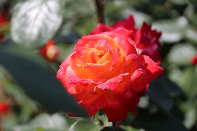 6aP_IMG_8530.jpg