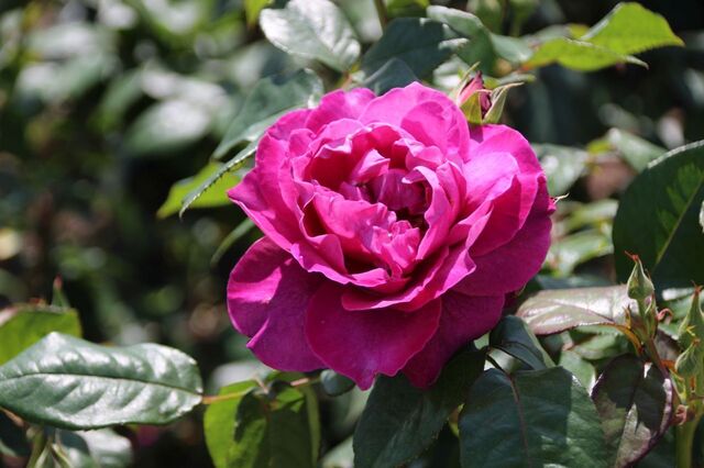 6aP_IMG_8558.jpg