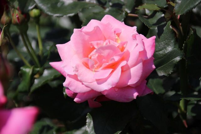 6aP_IMG_8631.jpg