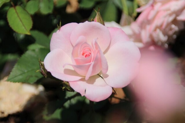 6aP_IMG_8980.jpg